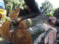 Rooien en kappen van bomen in Bernheze